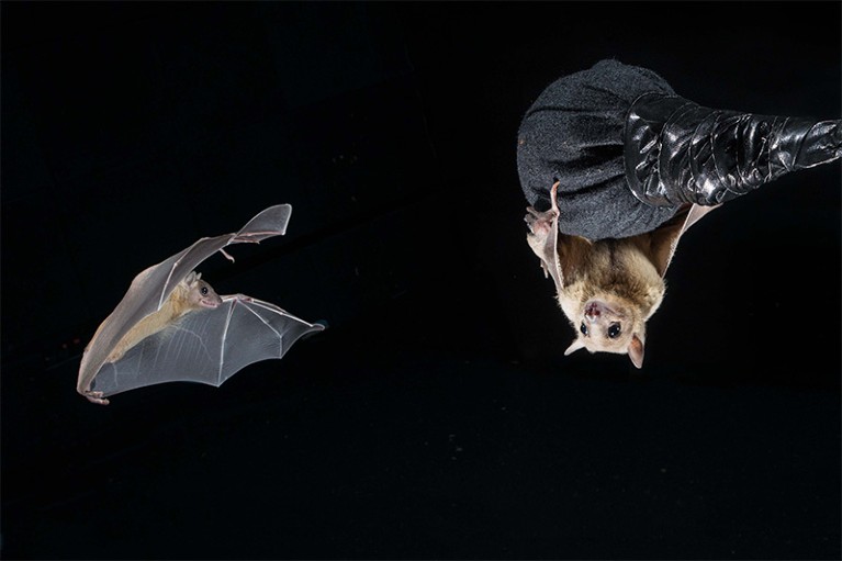 Bats fly in a neurobiology lab.
