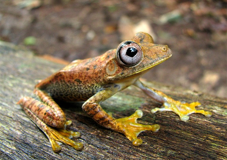 Hypsiboas frog in Yaguas National Park