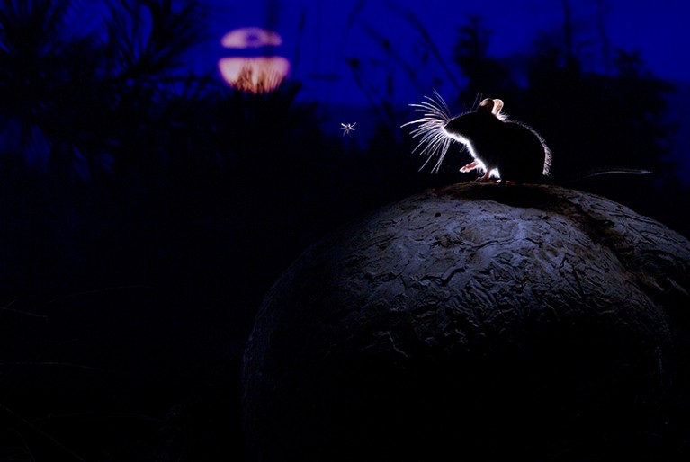 A deer mouse sits on giant puffball mushroom watching a mosquito in the moonlight.
