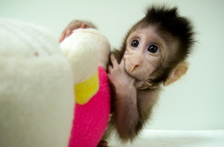 A cloned macaque cuddles a soft toy.