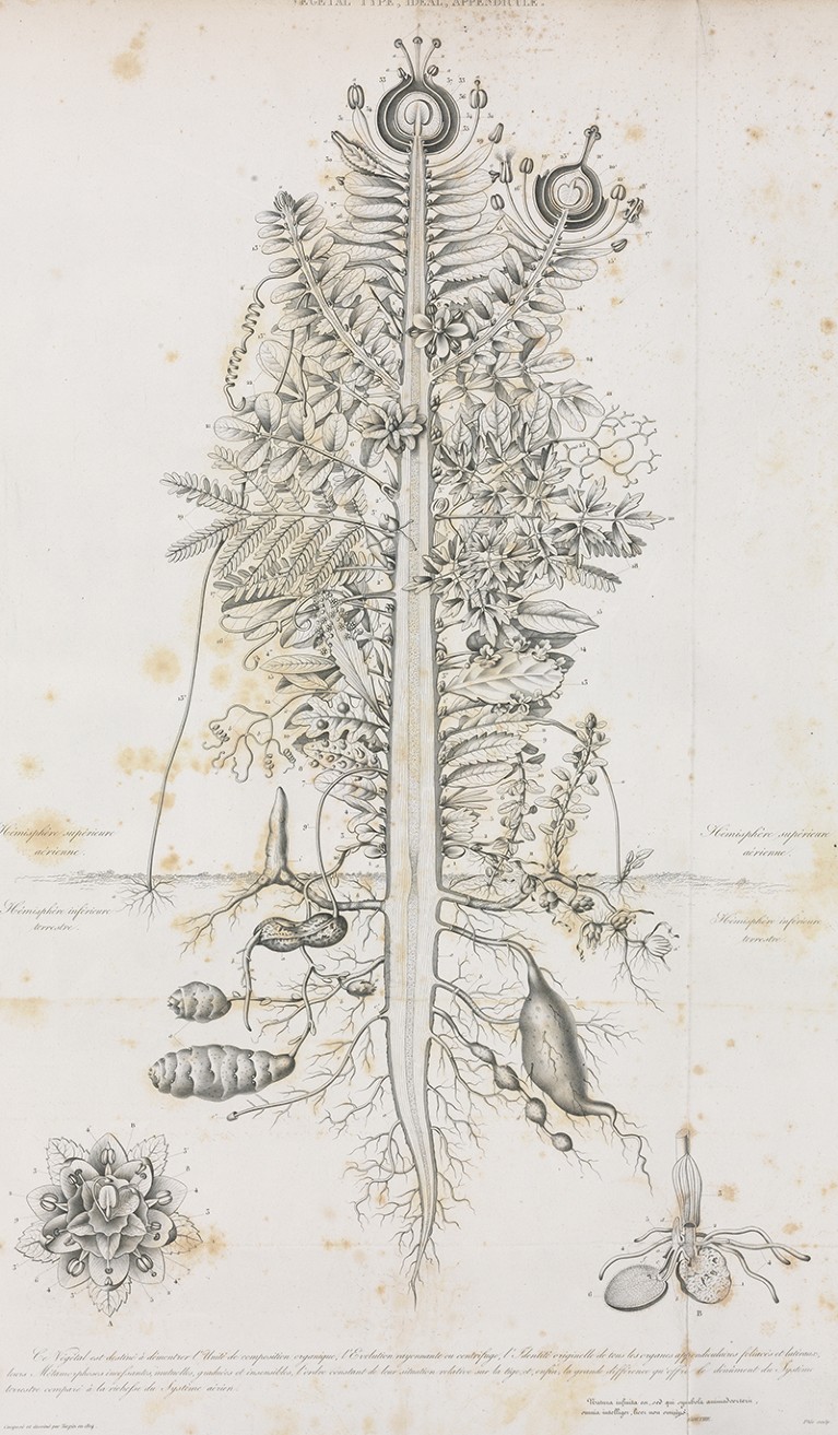 An illustration of a composite plant from 1837.