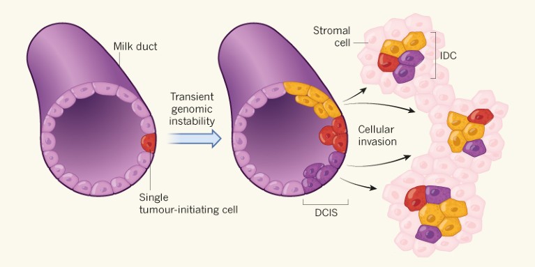 Breast Cancer Cells Poster Breast Cancer Stem Cells Tumor Initiation