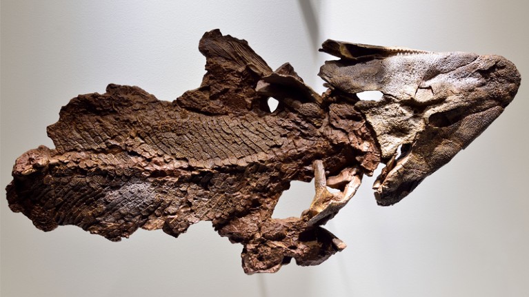 Fossil of lobe-finned fish Tiktaalik.