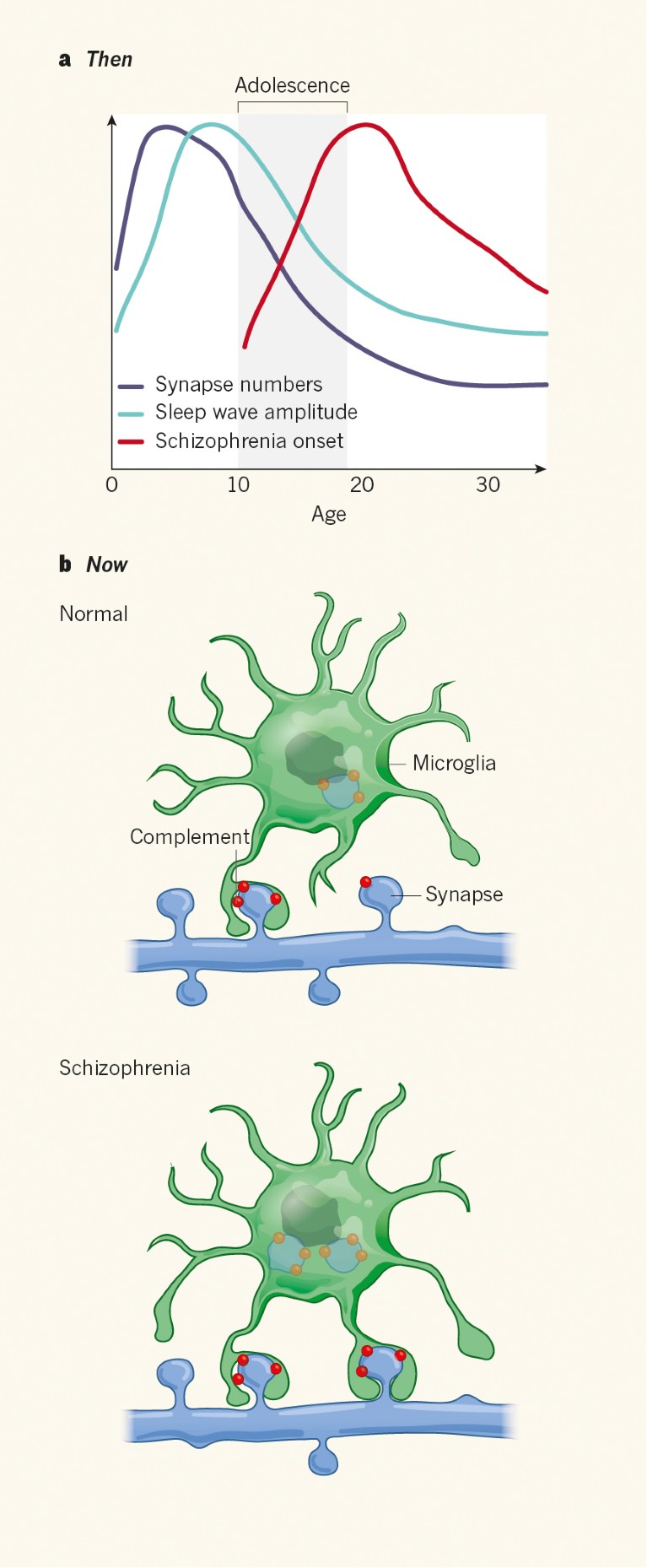 Pruning hypothesis comes of age