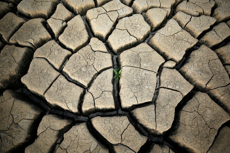A plant grows between cracked mud in a normally submerged area at Theewaterskloof dam