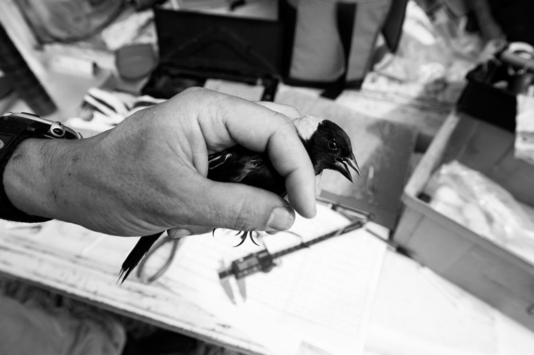 A small bird is tagged with a tracking band