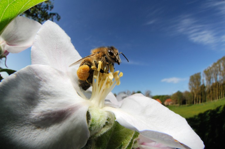 Honey bee (Apis mellifera) collecting pollen from the flower of an apple tree