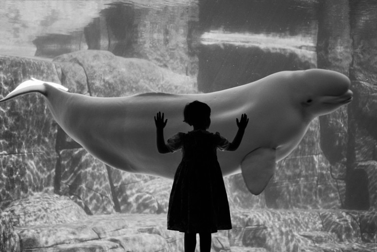 A young girl looks at a beluga whale in an aquarium