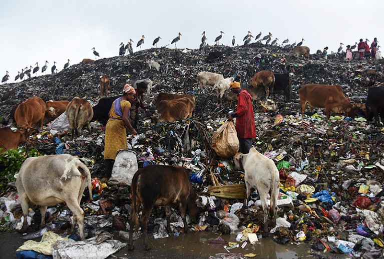 People gather items from a mound of discarded waste. Cows roam the mound and storks gather on the skyline.