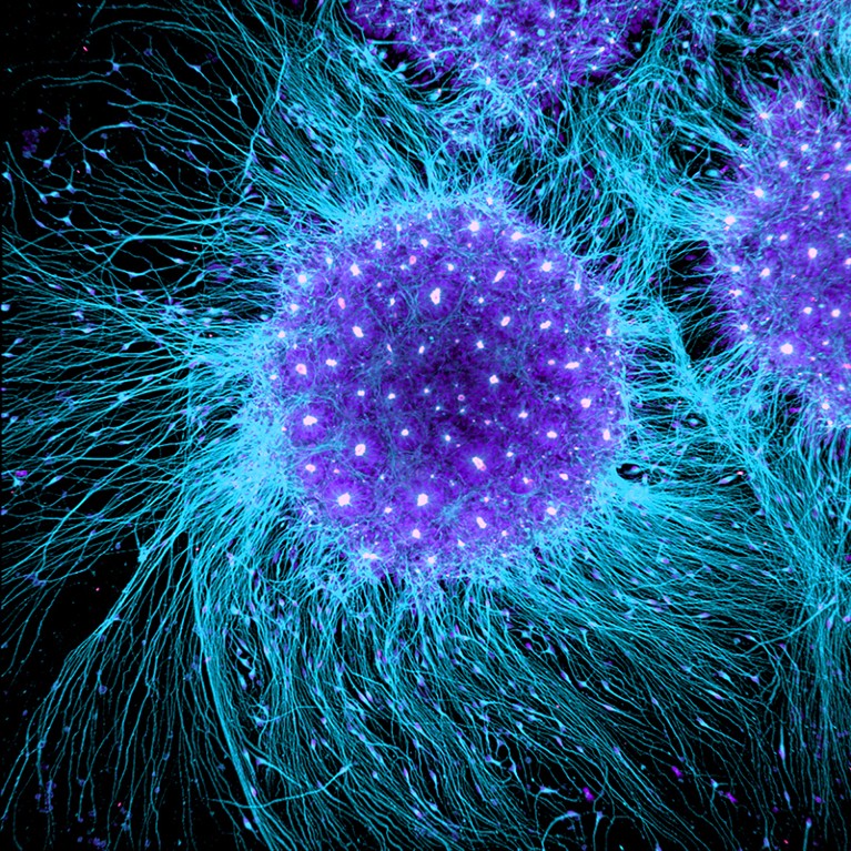 Stem Cells: An Insider's Guide