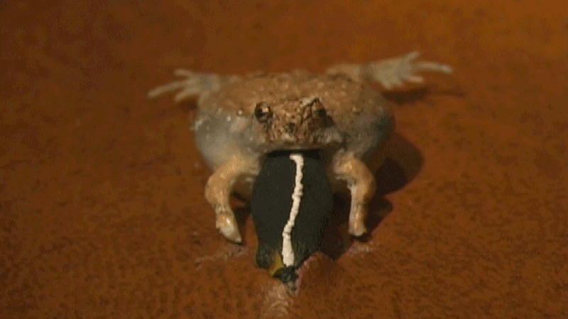Looping video of a 'faux-frog''s vocal sac extending and deflating.