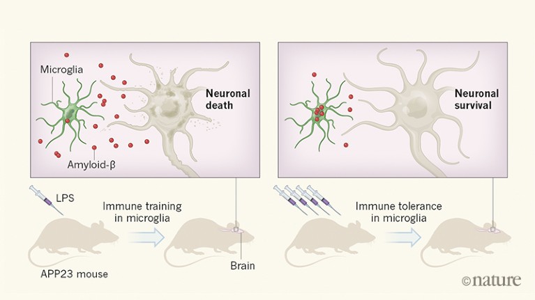 Immune Memory In The Brain