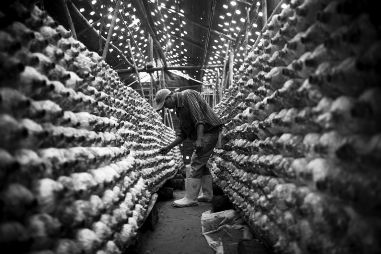 A worker inspects mushrooms growing inside a greenhouse