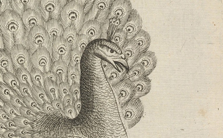 A closeup of a peacock drawn in black and white.