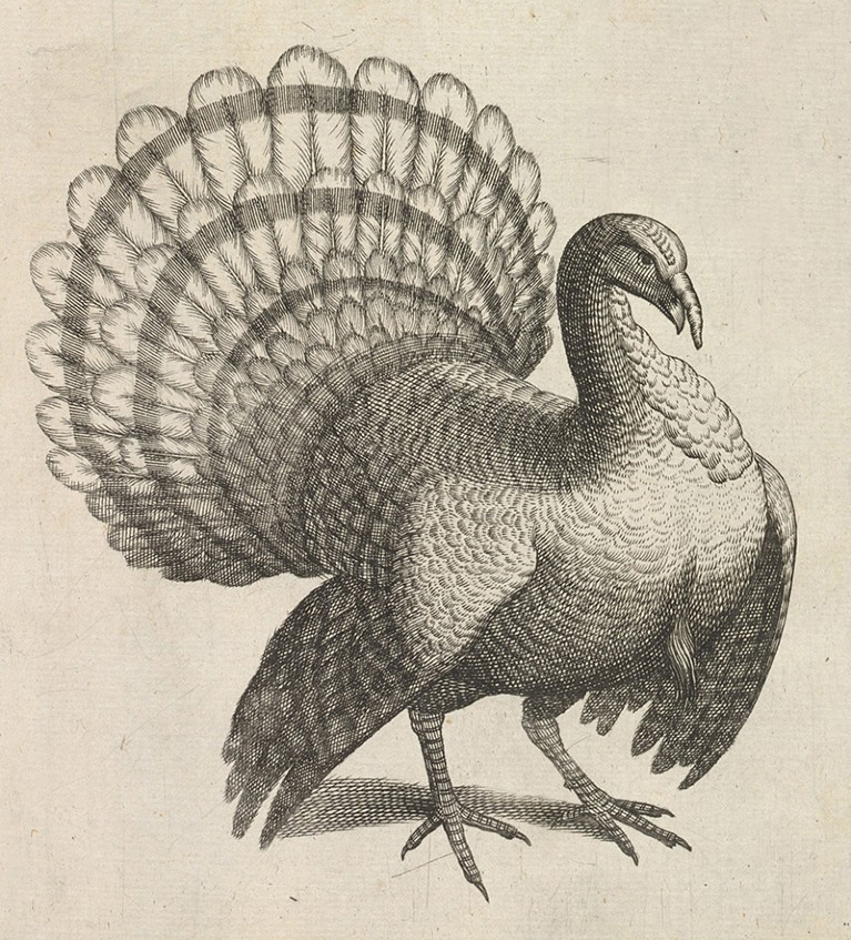 A seventeenth-century drawing of a turkey in black and white.