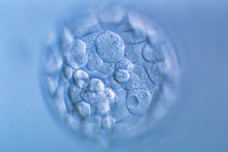 Light micrograph of a human embryo at the blastocyst stage.