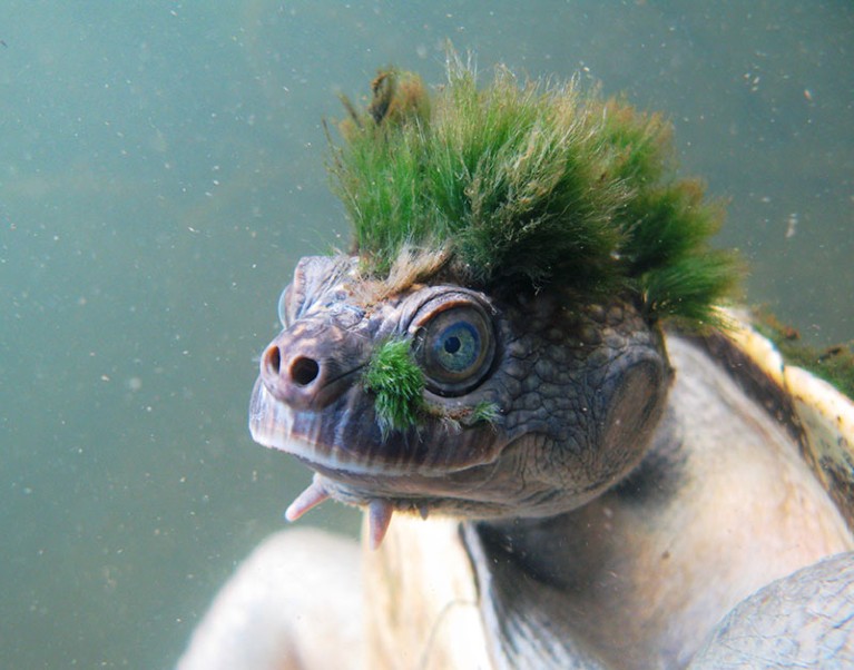 Mary river turtle - Elusor macrurus – from ZSL’s EDGE Reptiles list.