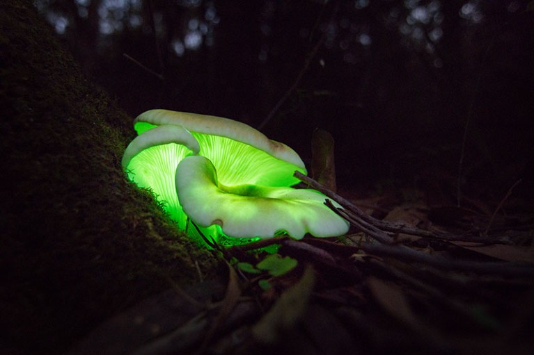 Ghost mushroom found along Box vale walking track in Mittagong, Australia on the 4th April 2018