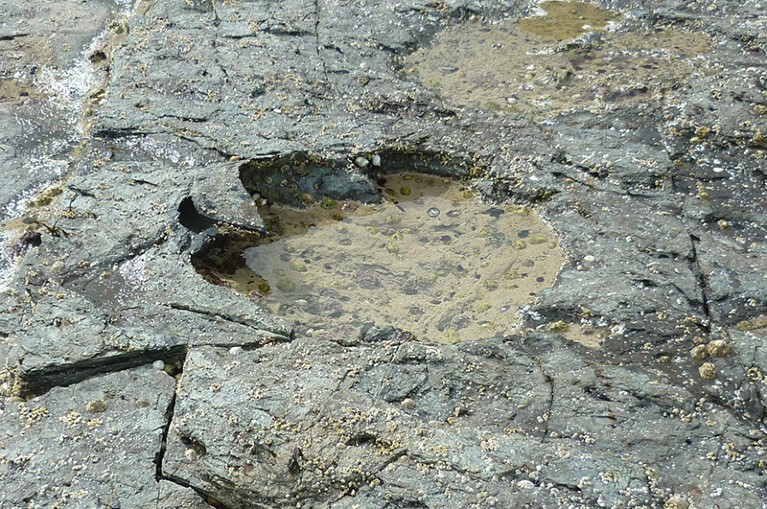 Rare theropod dinosaur footprint discovered on the Isle of Skye.