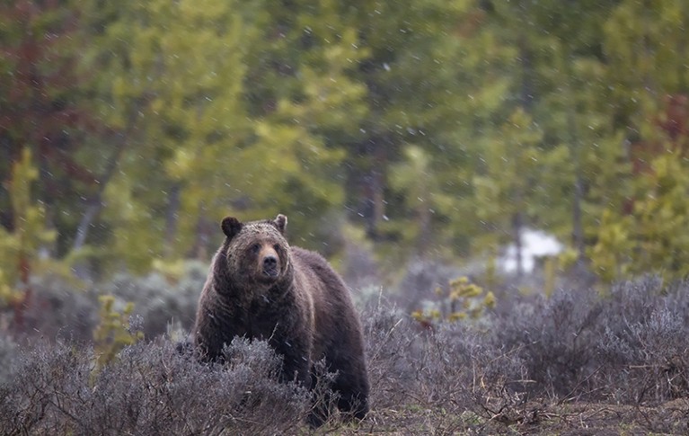 A grizzly bear, Ursus arctos, during a spring snow storm in Yellowstone National Park.