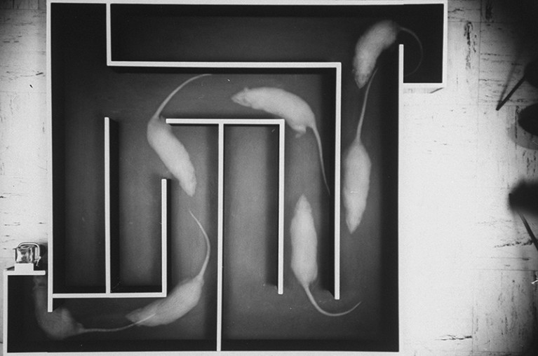 Multiple exposure black and white photograph of a rat running a trial and error experiment in a maze.