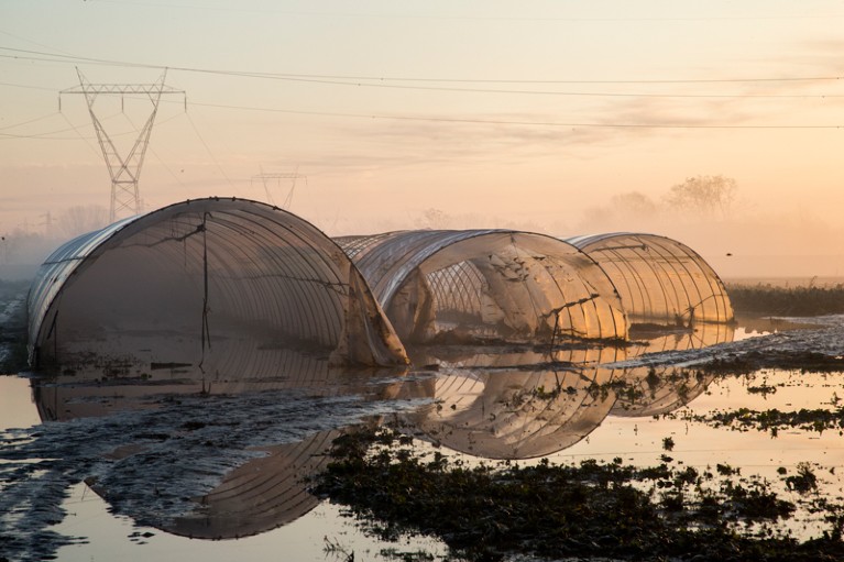 Greenhouses in the middle of flooded farmlands