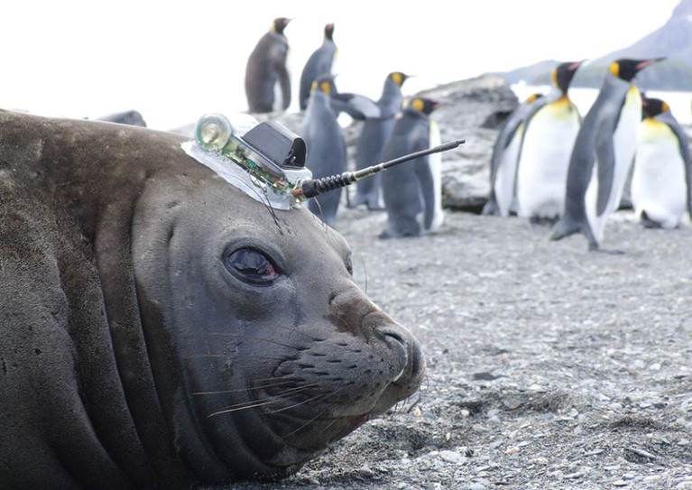 A seal with a sensor on its head looks at the camera whilst on a beach in Amundsen in Antarctica with penguins in the background