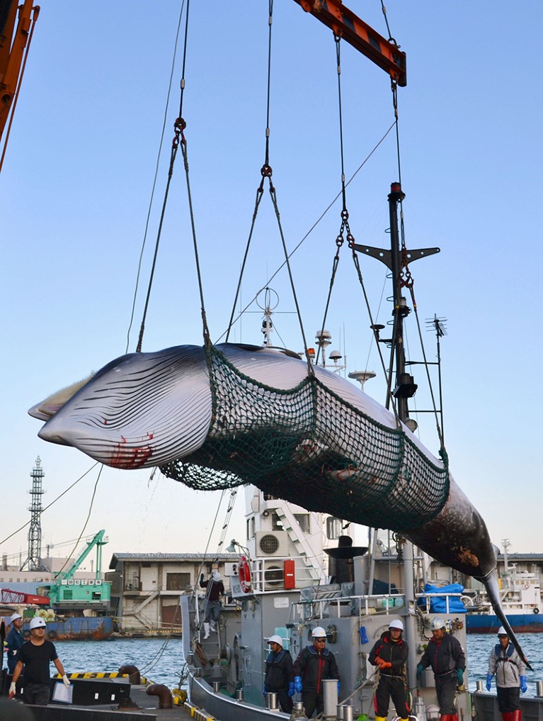 A dead minke whale is lifted in a net from a ship at a port in Hokkaido Japan on Sept 4th 2017.