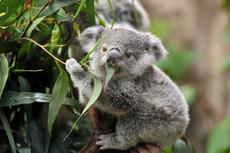 Young koala eating eucalyptus leaves