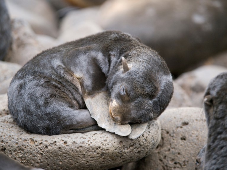 Northern fur seal pup asleep on a rock