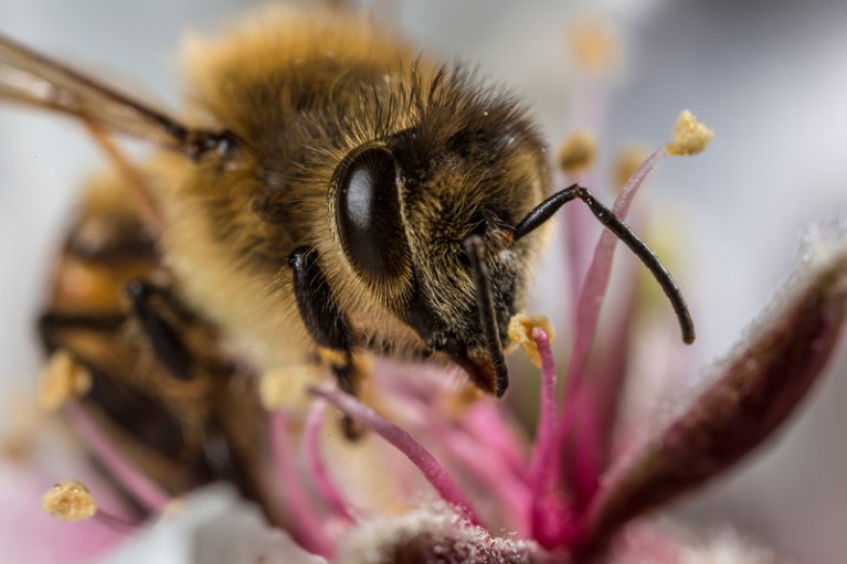 A honeybee on an almond flower
