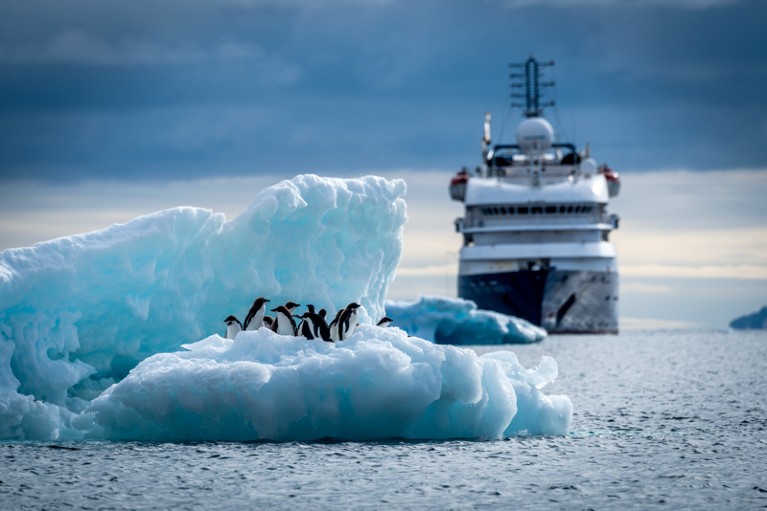 Adelie penguins on an iceberg with liner behind