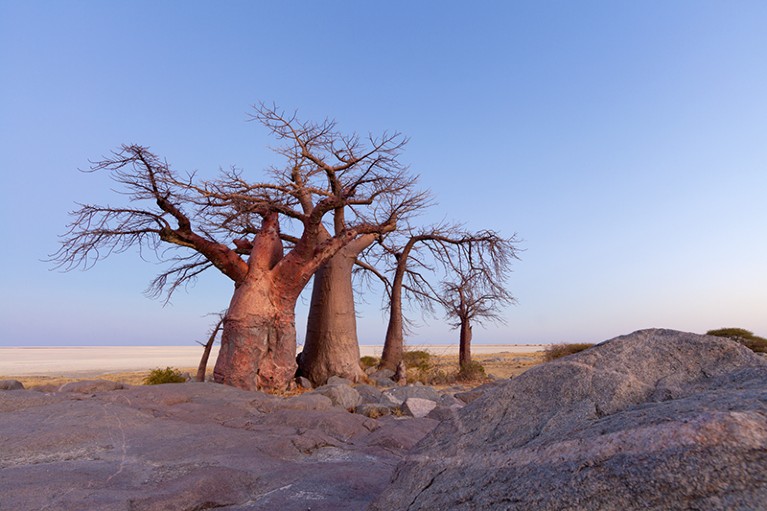 Baobab trees standing against a dusk sky in front of the flat Makgadikgadi pans, Botswana.