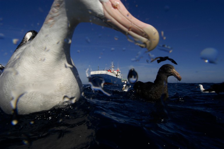 A toothfish longliner surrounded by sea birds