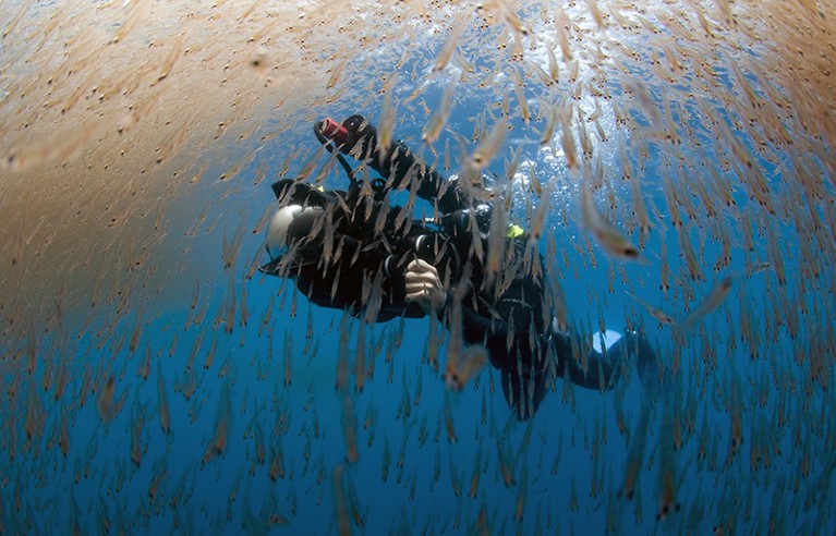 A diver swims through a krill swarm (Thysanoessa sp.) in San Diego, California.