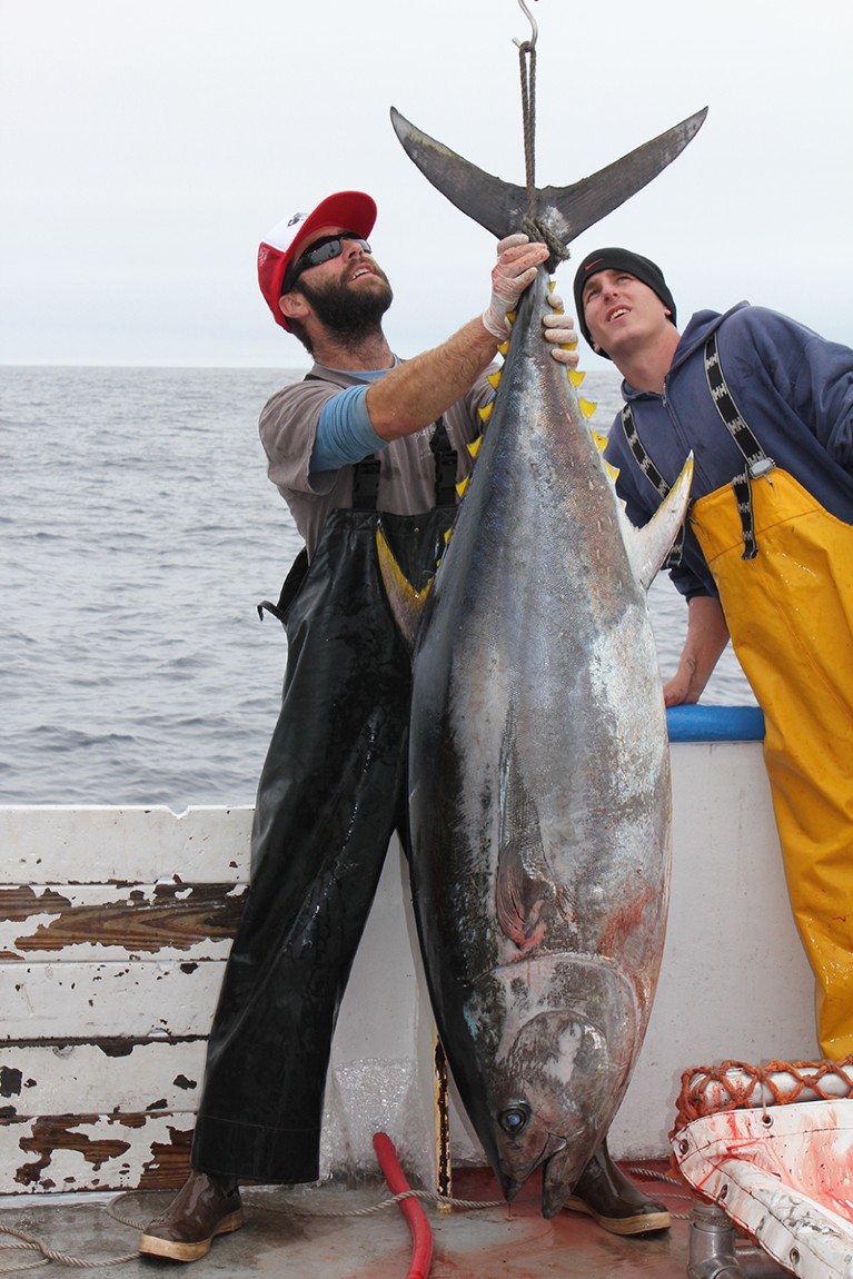 Researchers weigh a Pacific bluefin tuna off the coast of California.