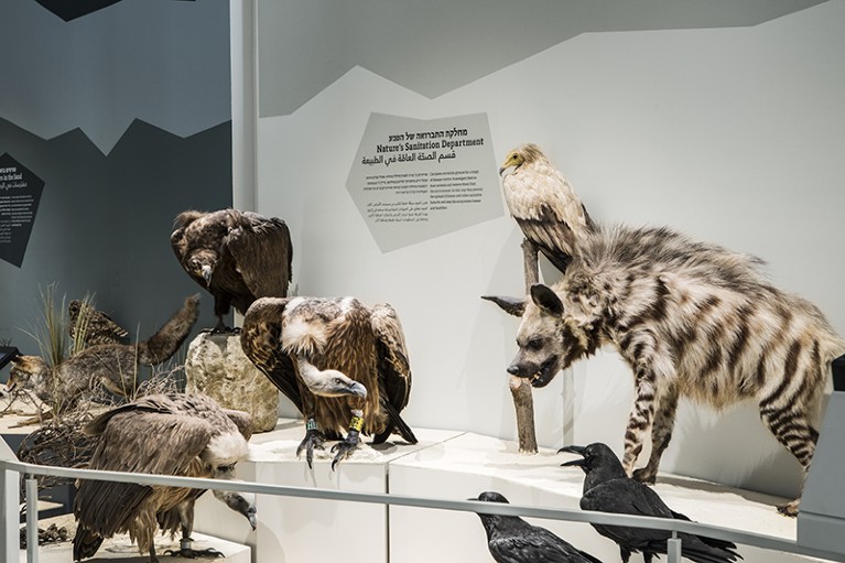 Stuffed specimens of hyenas, vultures and other carrion eaters gaze down at a hidden food source.
