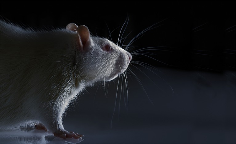 Software beats animal tests at predicting toxicity of chemicals