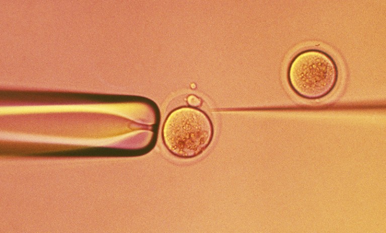 An orange tinted micrograph image of an egg being fertilised in vitro.