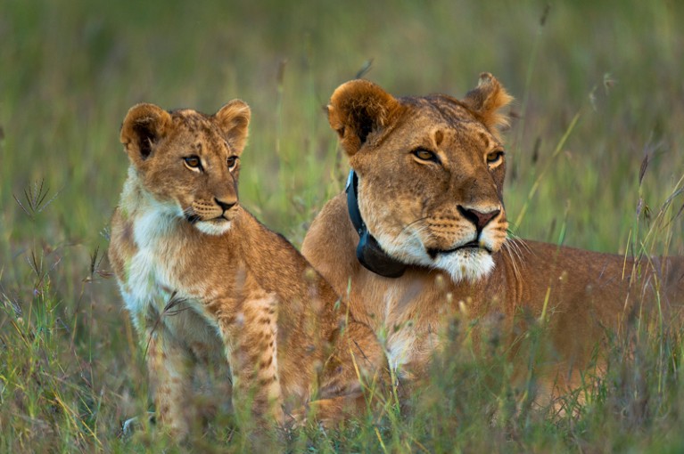 Lioness with GPS radio collar and cub