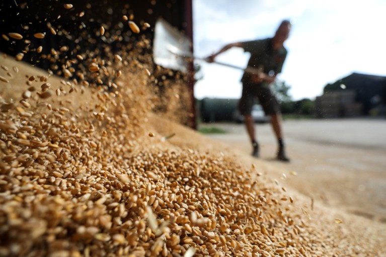 A farmer shovels wheat grain
