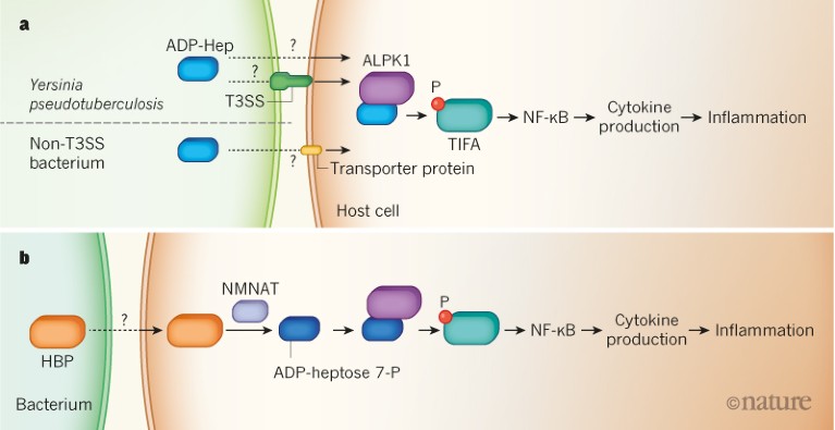 An immune response with a sweet tooth