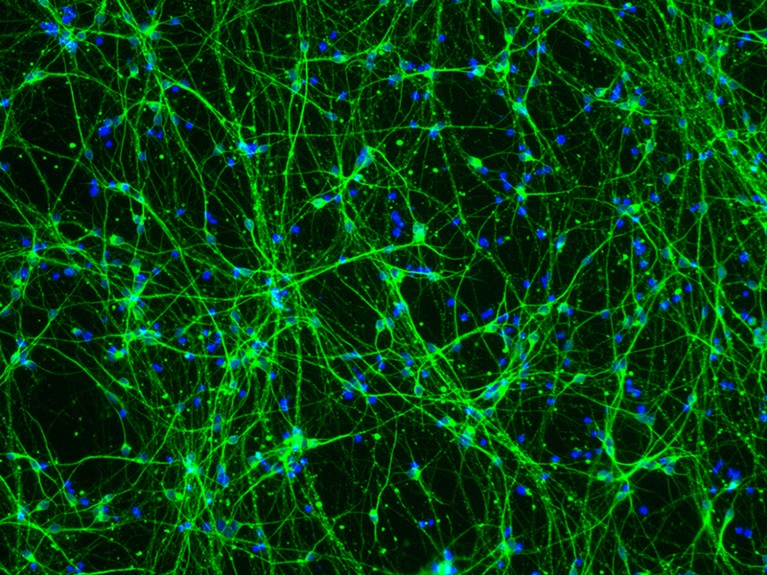 Neurons derived from induced pluripotent stem cells