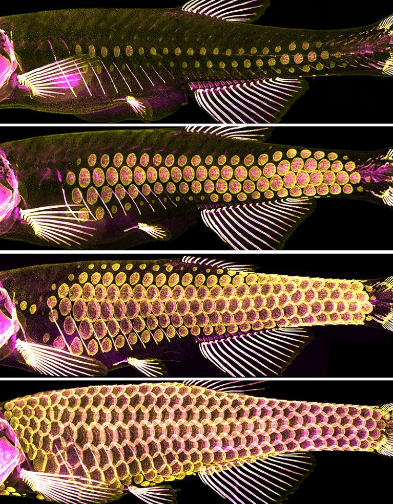 Bright yellow (cells) and magenta (bony material) lights on black making up an image of a developing zebrafish.