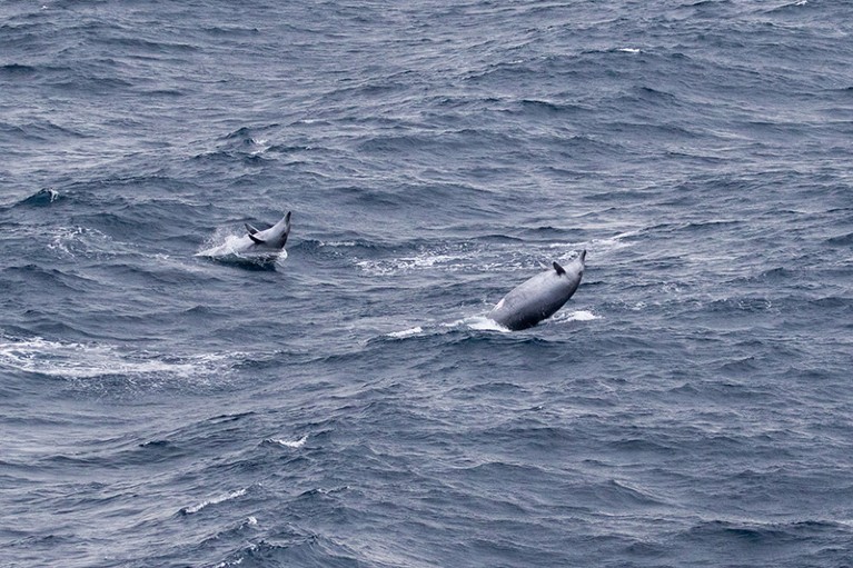 Two beaked whales beaching in a choppy grey sea