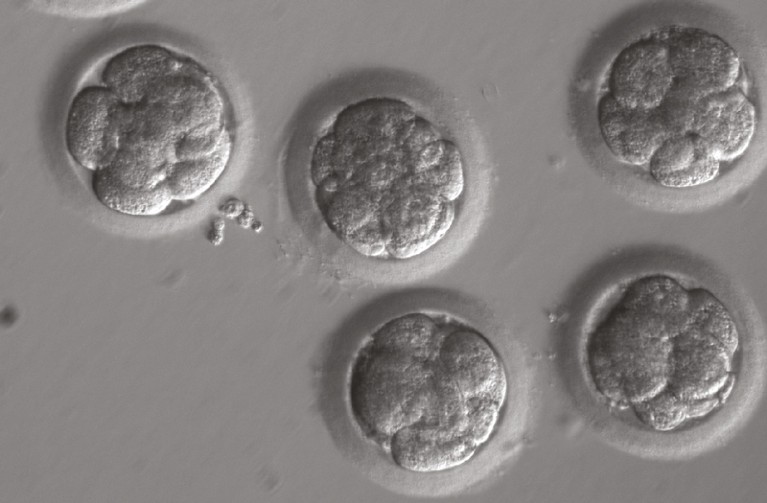 Greyscale microscope image showing five CRISPR-CAS9 injected eight-cell embryos