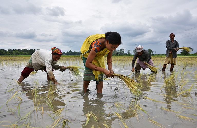 Four women plant rice saplings in a watery paddy field in India
