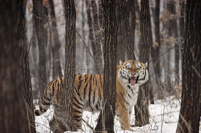 A Siberian tiger stands in a snow-covered forest