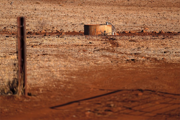 A kangaroo drinks water from a tank in the middle of a barren, drought-effected paddock in NSW.
