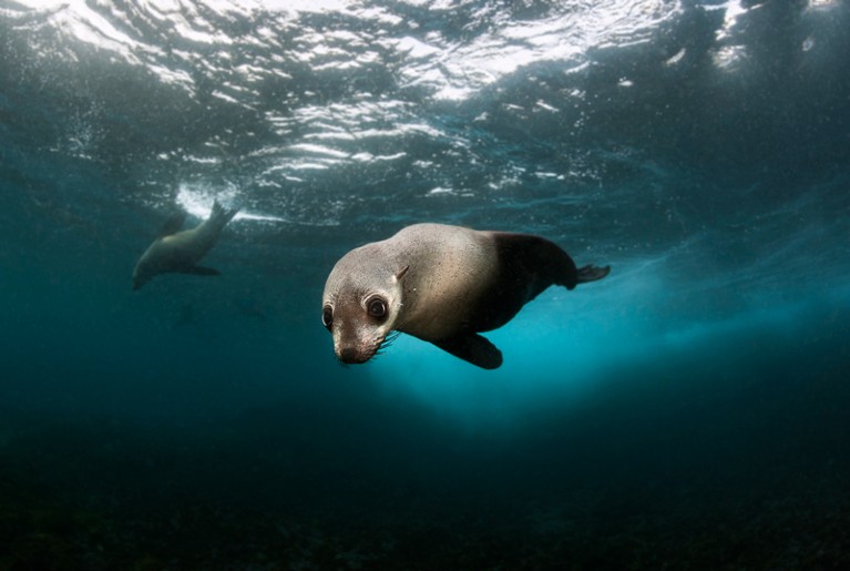 An Australian fur seal pup in NSW gazes soulfully towards the diver and camera